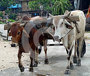 Close up of two bullocks pulling cart, Central Highlands, Vietnam