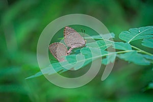 Close-up of two butterflies mating