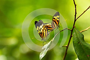 Close-up of two butterflies mating.