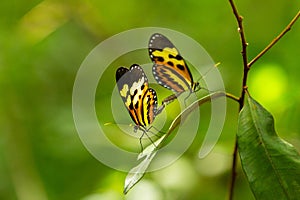 Close-up of two butterflies mating.