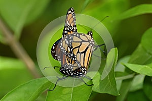 Close-Up of Two Butterflies Matings