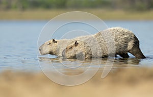 Close-up of two Capybaras on a river bank