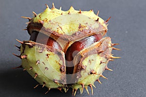 Close up of a two chestnuts in one shell