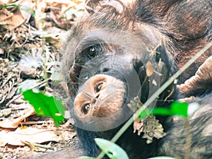 Close up of two Chimpanzees sitting in forest at Gombe National Park