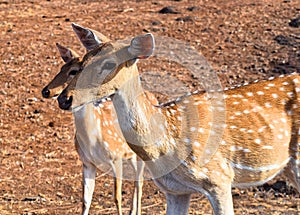 Close up of Two Chital - Cheetal - Spotted Deers - Axis Axis - Indian Wild Life - Gir National Park, Gujarat