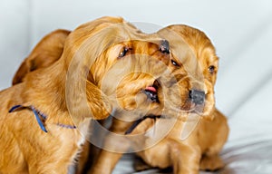 Close Up two cocker spaniel puppies bites one another