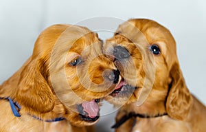 Close Up two cocker spaniel puppies bites one another