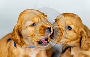 Close Up two cocker spaniel puppies bites one another