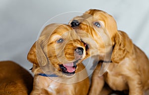 Close Up two cocker spaniel puppies bites one another