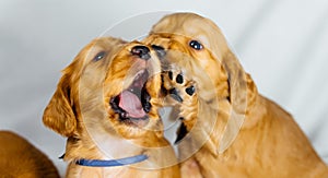 Close Up two cocker spaniel puppies bites one another