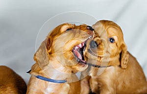 Close Up two cocker spaniel puppies bites one another