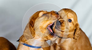 Close Up two cocker spaniel puppies bites one another