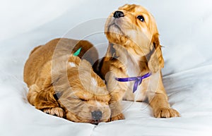 Close up two cocker spaniel puppies dog lays, one of them sleeps