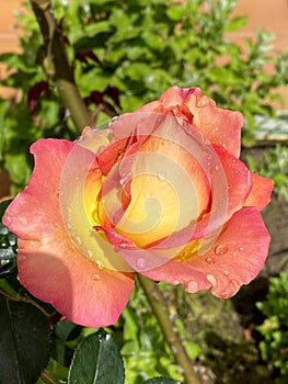 Close-up of a two-colored rose with raindrops