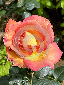 Close-up of a two-colored rose with raindrops photo