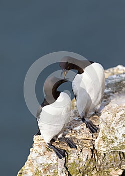 Close up of two common Guillemots on a cliff