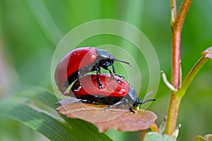 Copulating Poplar leaf beetles