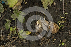 close-up: two copulating snails on the wet ground in the summer