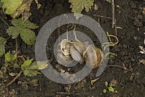 close-up: two copulating snails on the wet ground in the summer