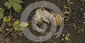 close-up: two copulating snails on the wet ground in the summer