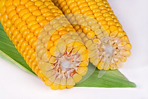 Close-up of two corn cobs on white background. Zea mays