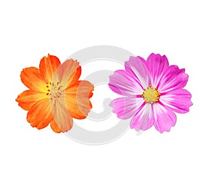 Close up, Two cosmos flowers purple and orange color blossom blooming isolated on white background for stock photo, houseplant,