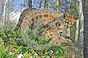 Close up of two cougar kits