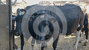 Close up of two cows at a dairy farm in victoria