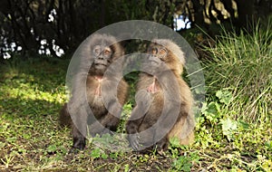 Close up of two cute baby Gelada monkeys