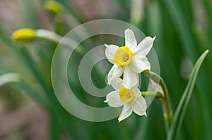 Close up of two daffodils in the garden