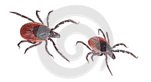 Close-up of two deer ticks. Castor bean tick. Ixodes ricinus