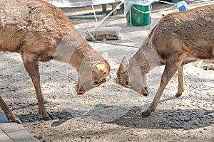 Close up two deers at Todaiji temple in Nara perfecture at Japan country