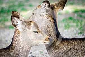 Close up two deers at Todaiji temple in Nara perfecture at Japan country