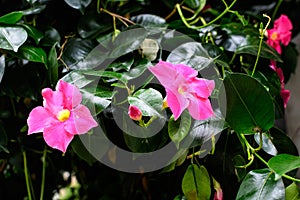 Close up of two delicate vivid prink flowers of Mandevilla plant, commonly known as rocktrumpet, in a pot in direct sun light in a