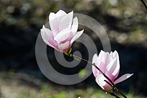 Close up of two delicate white pink magnolia flowers blossoms on tree branches in a garden in a sunny spring day, beautiful outdoo