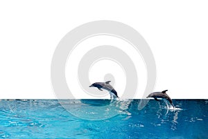 Close up Two Dolphins are Jumping on The Water Surface Isolated on White Background with Clipping Path