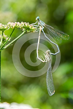 Close-up of two Feather Dragonflies Platycnemis pennipes mating, forming a heart with their bodies, on green grass