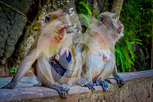 Close up of two female monkeys macaques crab-eaters one mom with his baby breastfeeding. Macaca fascicularis, area of