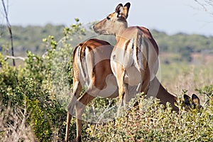 Close up of two female Oribi antelope in the Werstern Cape, South Africa.