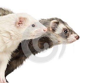 Close-up of two Ferrets, 2 years old, isolated