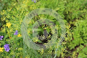 Close up of two flowering stalks of Anethum graveolens, Drill, with insects on the flowers