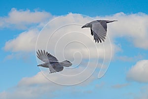 Close up of two flying adult Ravens, Corvus corax, above the stream valley of the Rolder Diep