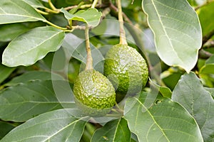 Close up of two fresh avocado