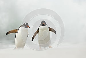 Close up of two Gentoo penguins on a stormy beach