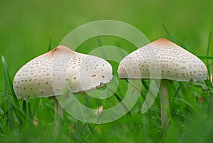 Close-up of two giant parasol mushrooms growing in fertile soil