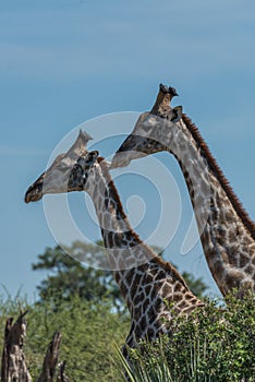 Close-up of two giraffe side-by-side above trees