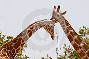 Close-up of Two Giraffes necks and heads