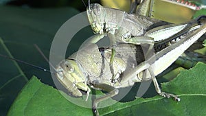 close up of two grasshoppers mating