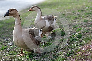 Close up two the gray geese on the meadow, side view. Goose cottage industry breeding. Ethical husbandry practices