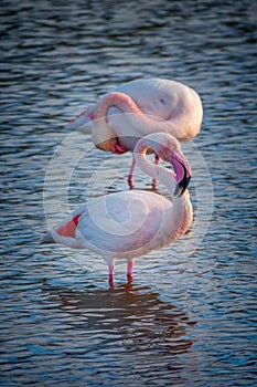 Close up of two Greater Flamingos Phoenicopterus roseus in the Camargue, Bouches du Rhone South of France